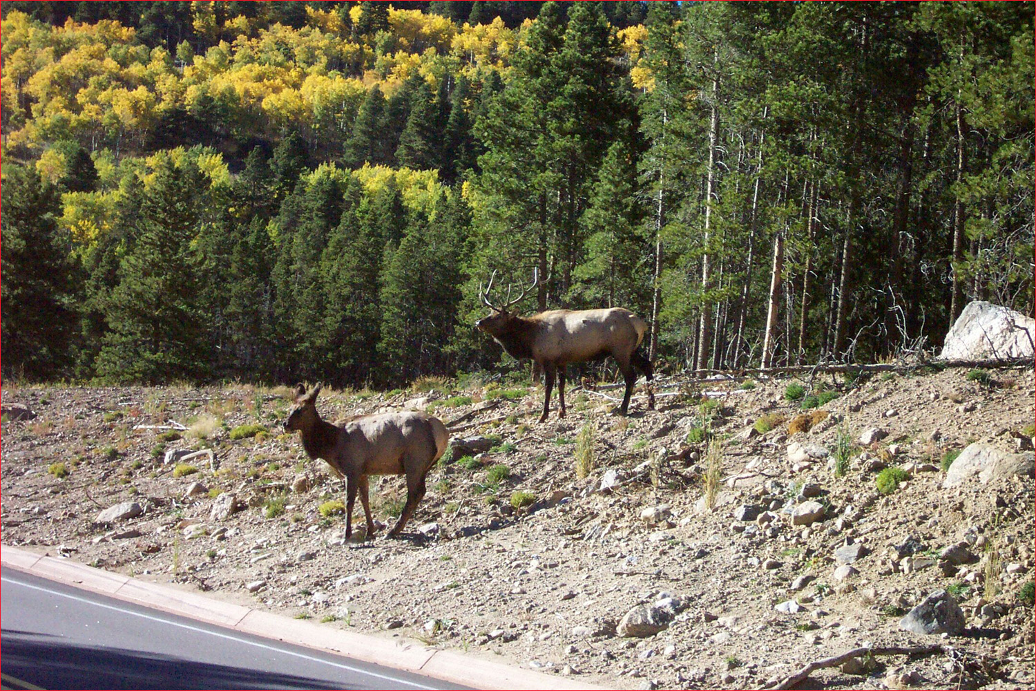 Elk spotted on side of Bear Lake road